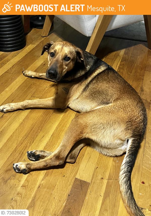 Found/Stray Male Dog last seen Winding creek drive , Mesquite, TX 75149