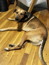 Found/Stray Male Dog last seen Winding creek drive , Mesquite, TX 75149