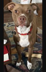 Lost Male Dog last seen University Avenue , Lubbock, TX 79410