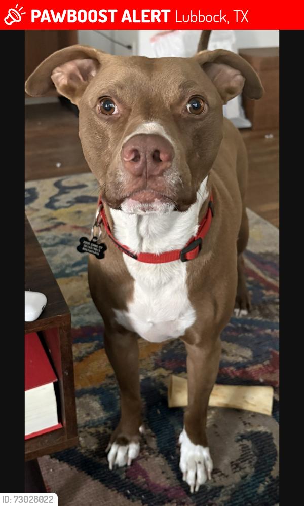 Lost Male Dog last seen University Avenue , Lubbock, TX 79410