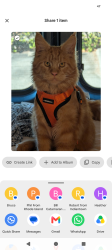 Lost Male Cat last seen IndianTown Marina, Indiantown, FL 34956
