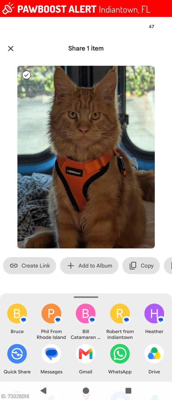Lost Male Cat last seen IndianTown Marina, Indiantown, FL 34956