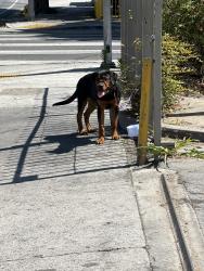 Found/Stray Unknown Dog last seen Near st los anjeles , Los Angeles, CA 90012