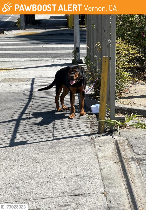 Found/Stray Unknown Dog last seen Near st los anjeles , Los Angeles, CA 90012