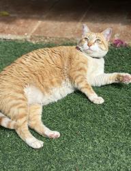 Lost Female Cat last seen Eureka rd, spring Valley,  CA 91978 , Spring Valley, CA 91978