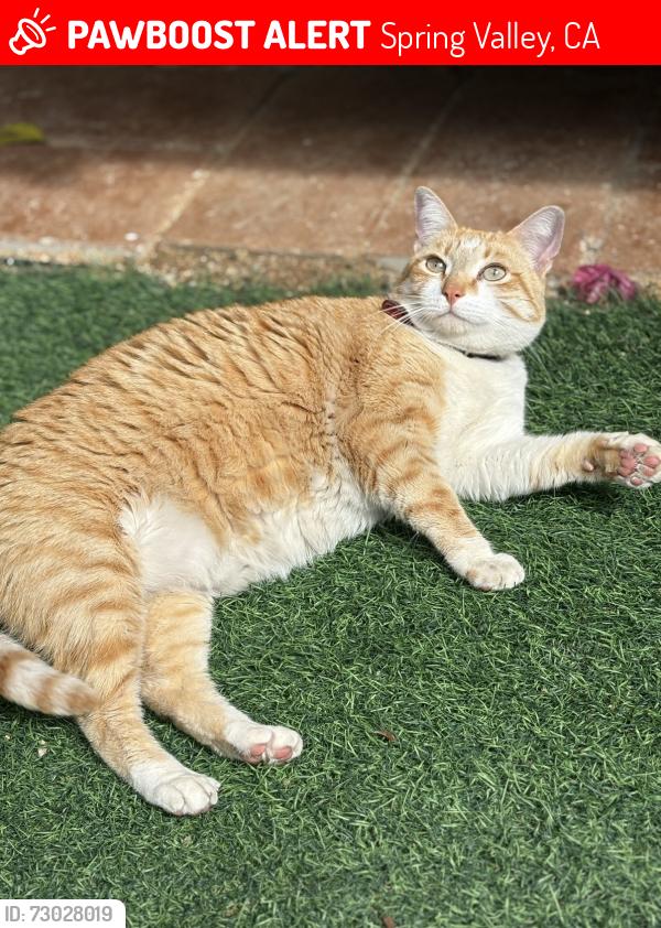 Lost Female Cat last seen Eureka rd, spring Valley,  CA 91978 , Spring Valley, CA 91978