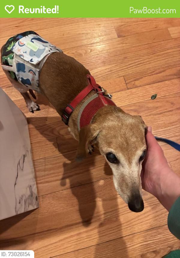 Reunited Male Dog last seen Scribner Ave., Norwalk, CT 06854