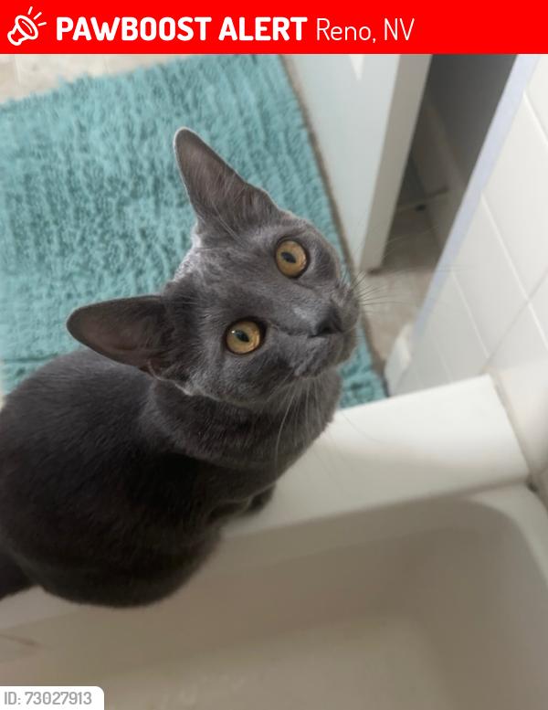 Lost Female Cat last seen Right next to virginia lake near lakeside dr those apmts off of Brinkby ave and beck st, Reno, NV 89509