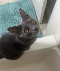 Lost Female Cat last seen Right next to virginia lake near lakeside dr those apmts off of Brinkby ave and beck st, Reno, NV 89509