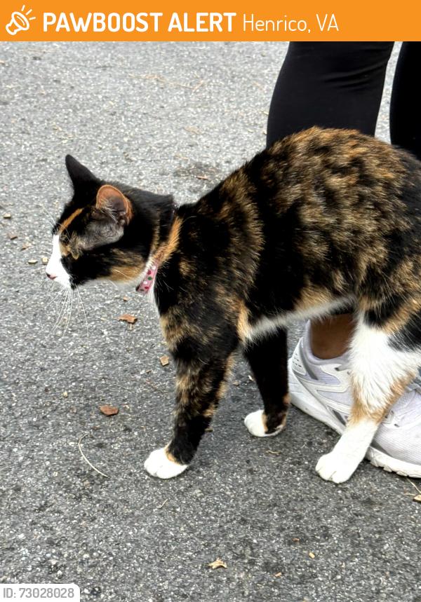 Found/Stray Female Cat last seen Old Gaskins Rd & Palace Way, Henrico, VA 23238