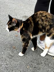 Found/Stray Female Cat last seen Old Gaskins Rd & Palace Way, Henrico, VA 23238