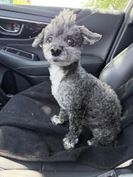 Reunited Female Dog last seen Fremont Ave and N 39th, Seattle, WA 98103