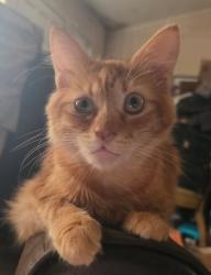 Lost Male Cat last seen Charter hse Rd, Columbia, SC 29212