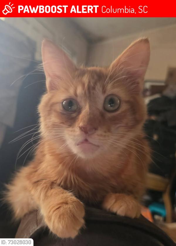 Lost Male Cat last seen Charter hse Rd, Columbia, SC 29212