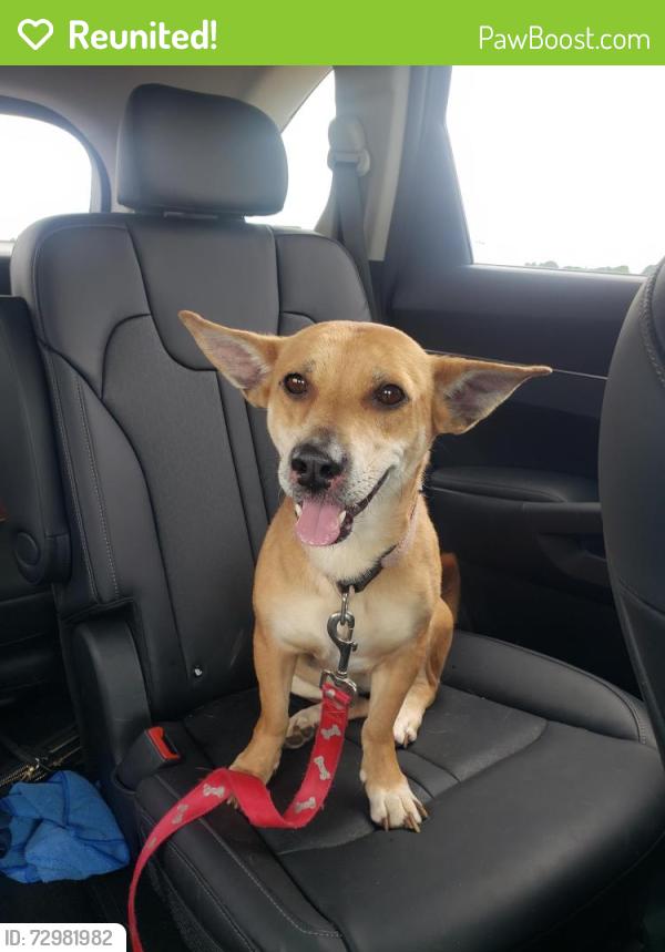Reunited Female Dog last seen Near cane ridge pkwy across from Tanger Mall Antioch , Nashville, TN 37013