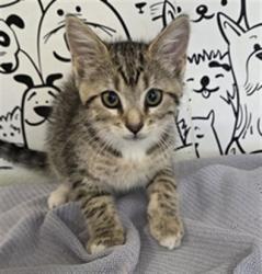 Shelter Stray Female Cat last seen , 957 N Gaffey St, San Pedro, CA 90731, USA