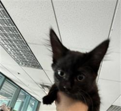 Shelter Stray Female Cat last seen , West Valley Animal Shelter, 20655 Plummer St, Chatsworth, CA 91311, USA