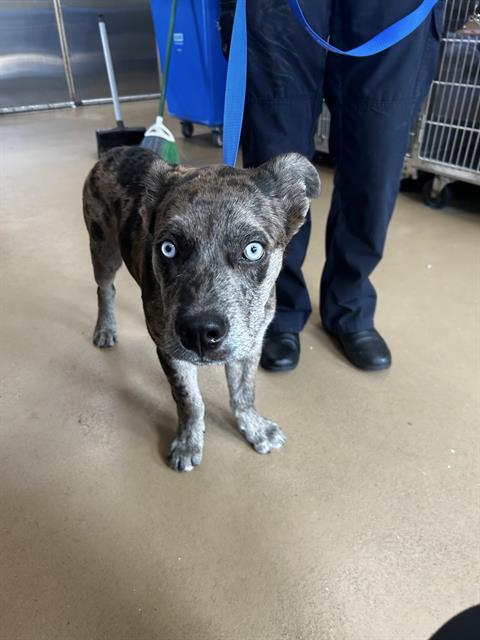 Shelter Stray Female Dog last seen CHULA VISTA MALL, 130 Beyer Way, Chula Vista, CA 91911, USA