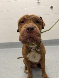 Shelter Stray Male Dog last seen Near, 2600 S Harding St, Indianapolis, IN 46221, USA