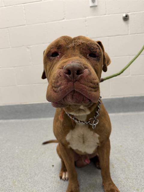 Shelter Stray Male Dog last seen Near, 2600 S Harding St, Indianapolis, IN 46221, USA