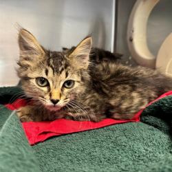 Shelter Stray Male Cat last seen Near BLOCK ATHENON AVE, PERRIS CA 92570, 6851 Van Buren Boulevard, Jurupa Valley, CA 92509, USA