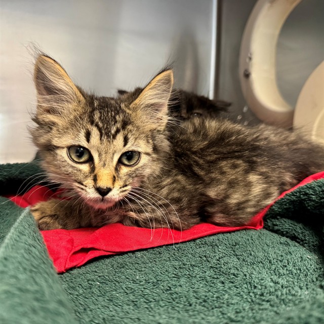 Shelter Stray Male Cat last seen Near BLOCK ATHENON AVE, PERRIS CA 92570, 6851 Van Buren Boulevard, Jurupa Valley, CA 92509, USA