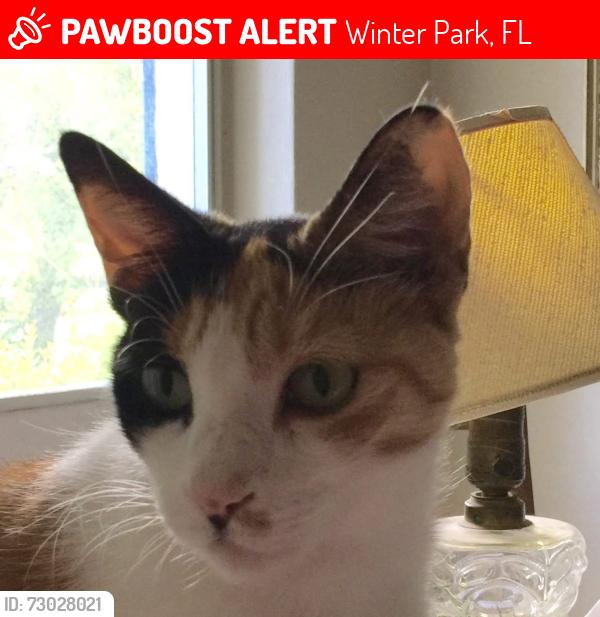 Lost Female Cat last seen Mulford & Sycamore, 33789, Winter Park, FL 32789