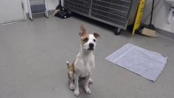 Shelter Stray Male Dog last seen CHINA BASIN X MIRAMAC, 1419 Bryant St, San Francisco, CA 94103, USA