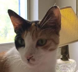 Lost Female Cat last seen Mulford & Sycamore, 33789, Winter Park, FL 32789