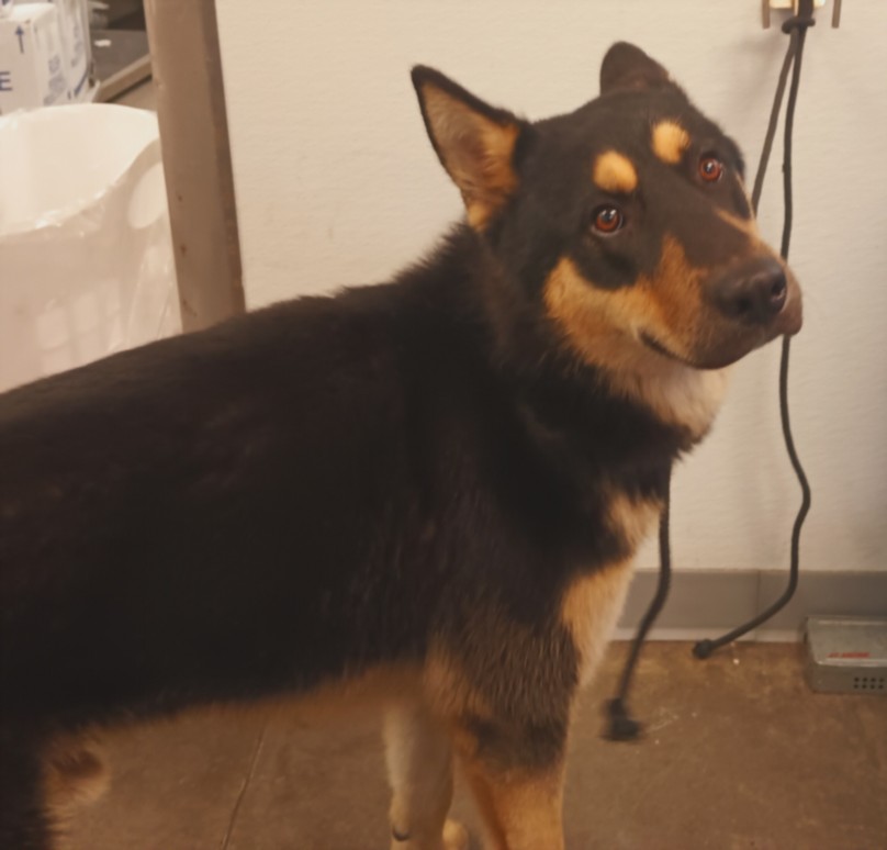 Shelter Stray Male Dog last seen , 1850 W 60th St, Los Angeles, CA 90047, USA