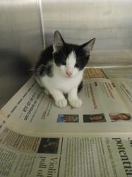 Shelter Stray Male Cat last seen , 1850 W 60th St, Los Angeles, CA 90047, USA