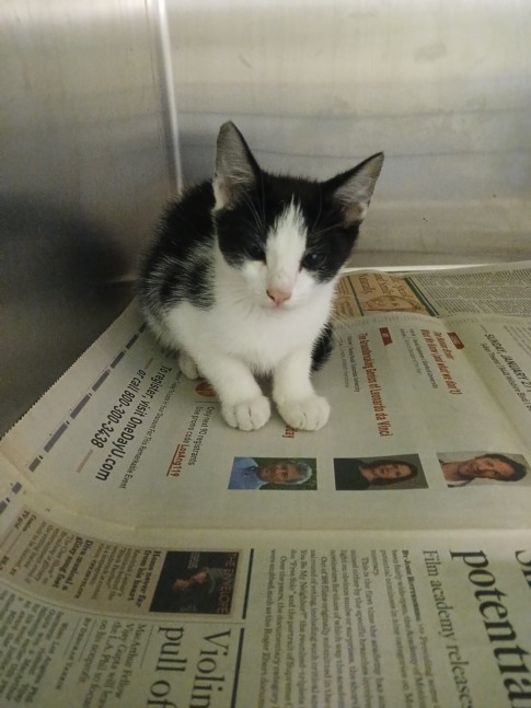 Shelter Stray Male Cat last seen , 1850 W 60th St, Los Angeles, CA 90047, USA