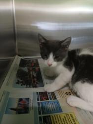 Shelter Stray Male Cat last seen , 1850 W 60th St, Los Angeles, CA 90047, USA