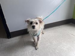 Shelter Stray Male Dog last seen Near BLOCK W SMITH ST, KENT WA 98032, 21615 64th Ave S, Kent, WA 98032, USA