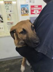 Shelter Stray Male Dog last seen , 1850 W 60th St, Los Angeles, CA 90047, USA