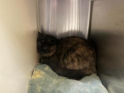 Shelter Stray Female Cat last seen Near BLOCK HARR AVE, FORT CARSON CO 80902, 610 Abbot Ln, Colorado Springs, CO 80905, USA