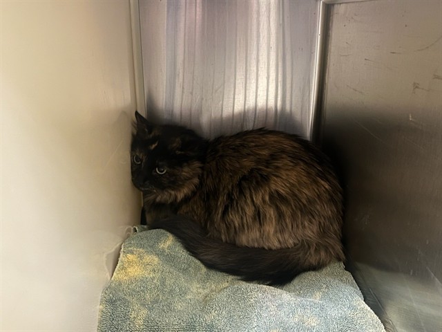 Shelter Stray Female Cat last seen Near BLOCK HARR AVE, FORT CARSON CO 80902, 610 Abbot Ln, Colorado Springs, CO 80905, USA