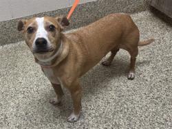 Shelter Stray Male Dog last seen Near BLOCK COLONY CIR, COLORADO SPRINGS CO 80919, 610 Abbot Ln, Colorado Springs, CO 80905, USA