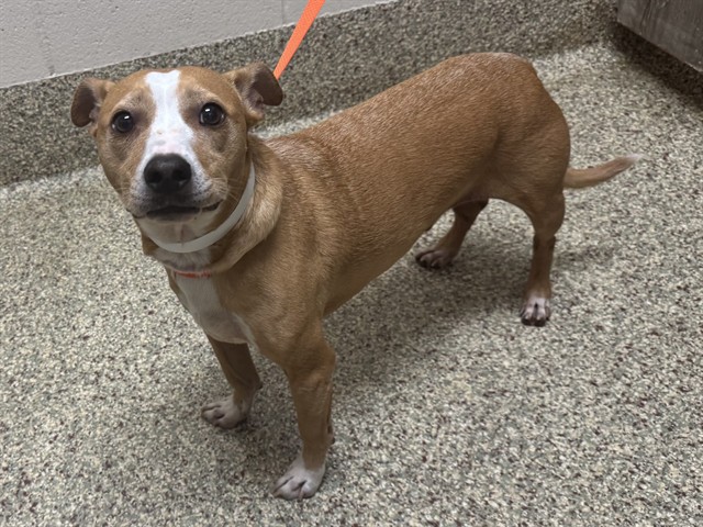 Shelter Stray Male Dog last seen Near BLOCK COLONY CIR, COLORADO SPRINGS CO 80919, 610 Abbot Ln, Colorado Springs, CO 80905, USA