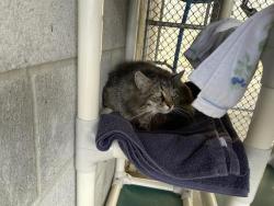 Shelter Stray Unknown Cat last seen 10TH ST, 11232 B Ave, Auburn, CA 95603, USA
