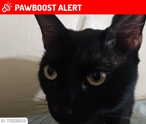 Lost Male Cat last seen Bolsa chica and heil, Huntington Beach, CA 92649
