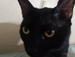 Lost Male Cat last seen Bolsa chica and heil, Huntington Beach, CA 92649