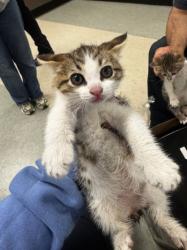 Shelter Stray Female Cat last seen , 14409 Vanowen St, Van Nuys, CA 91405, USA