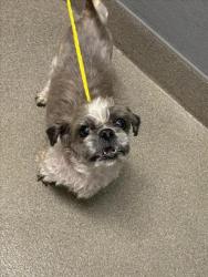 Shelter Stray Male Dog last seen Near BLOCK W CHARLESTON BLVD, LAS VEGAS NV 89135, 655 N Mojave Rd, Las Vegas, NV 89101, USA