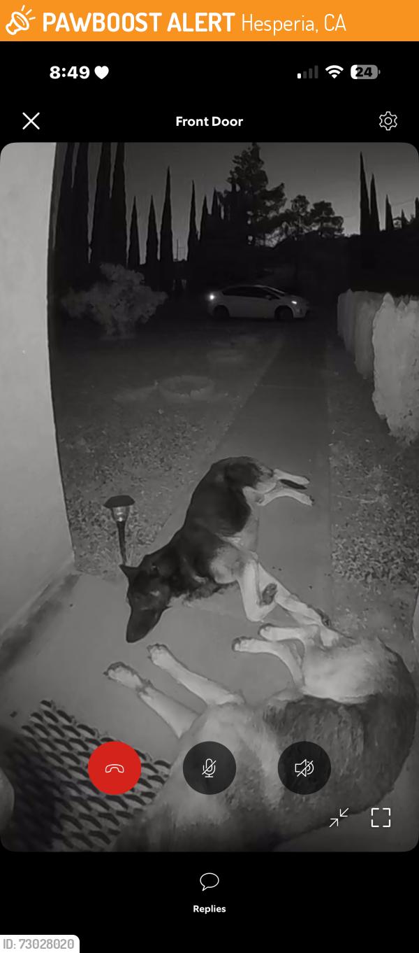 Found/Stray Male Dog last seen E ave Hesperia, Hesperia, CA 92345