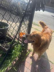 Found/Stray Male Dog last seen Merrick blvd & Ursina Rd/125th ave, Queens, NY 11434