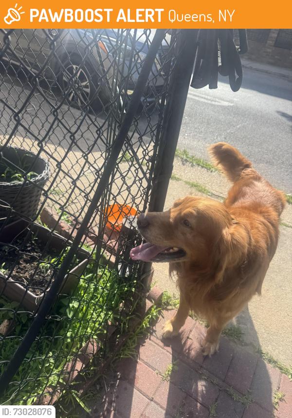 Found/Stray Male Dog last seen Merrick blvd & Ursina Rd/125th ave, Queens, NY 11434