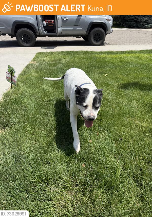 Found/Stray Male Dog last seen Atherton Ave, Kuna, ID 83634