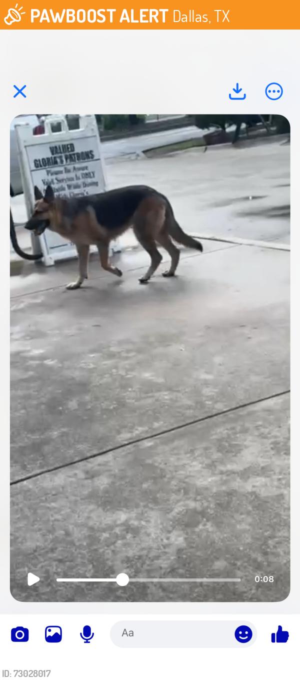 Found/Stray Unknown Dog last seen Gloria's Bishop District , Dallas, TX 75208