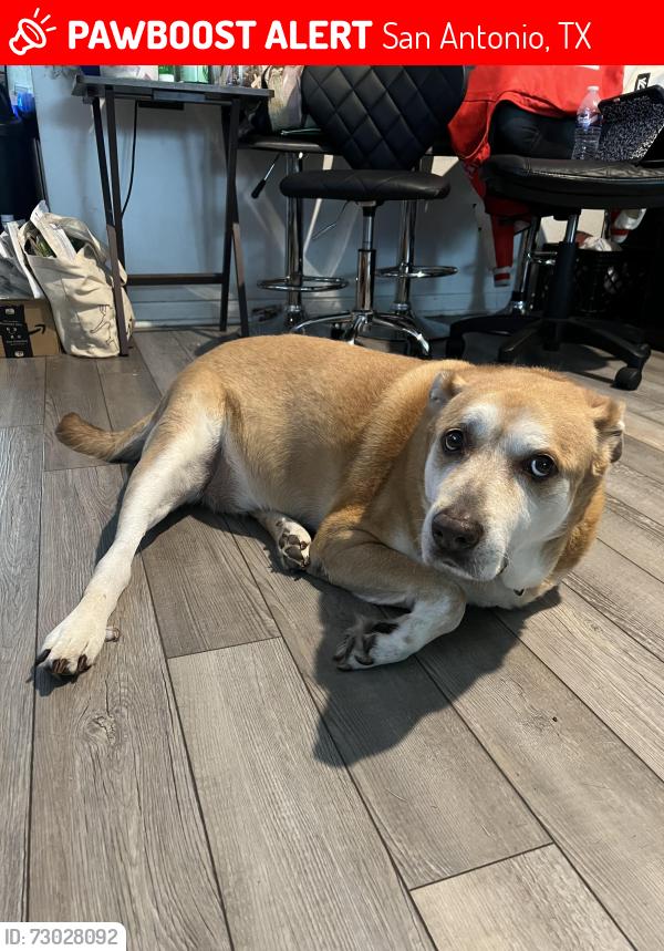 Lost Male Dog last seen Woodlake, San Antonio, TX 78244